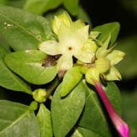 Mirabilis jalapa L.